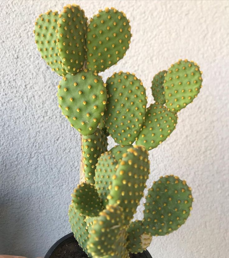 Potted plant on wooden shelf
