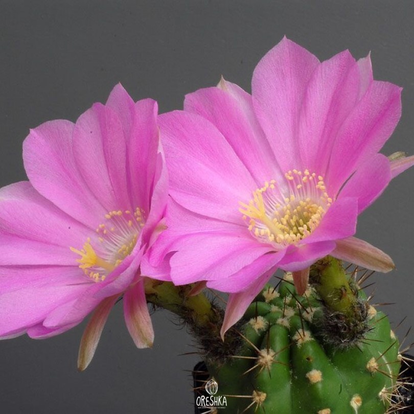 Seeds of Cactus Lobivia caineana JK 489 (Lobivia caineana JK 489) — 10 pcs