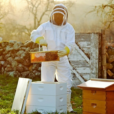 Уход за пчелами в разные сезоны года