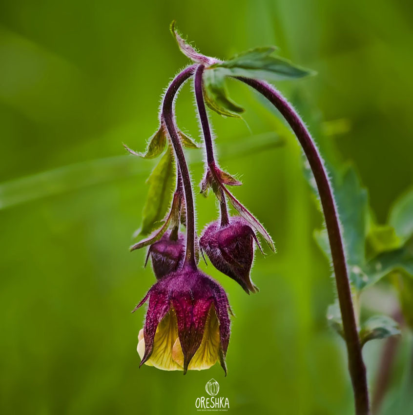 Seeds of water avens (Geum rivale) — 50 pcs