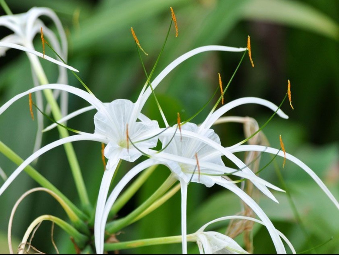 Очаровательный растение. Гименокаллис и панкрациум. Лилия Гименокаллис. Гименокаллис Карибский. Гименокаллис Лилия паук.