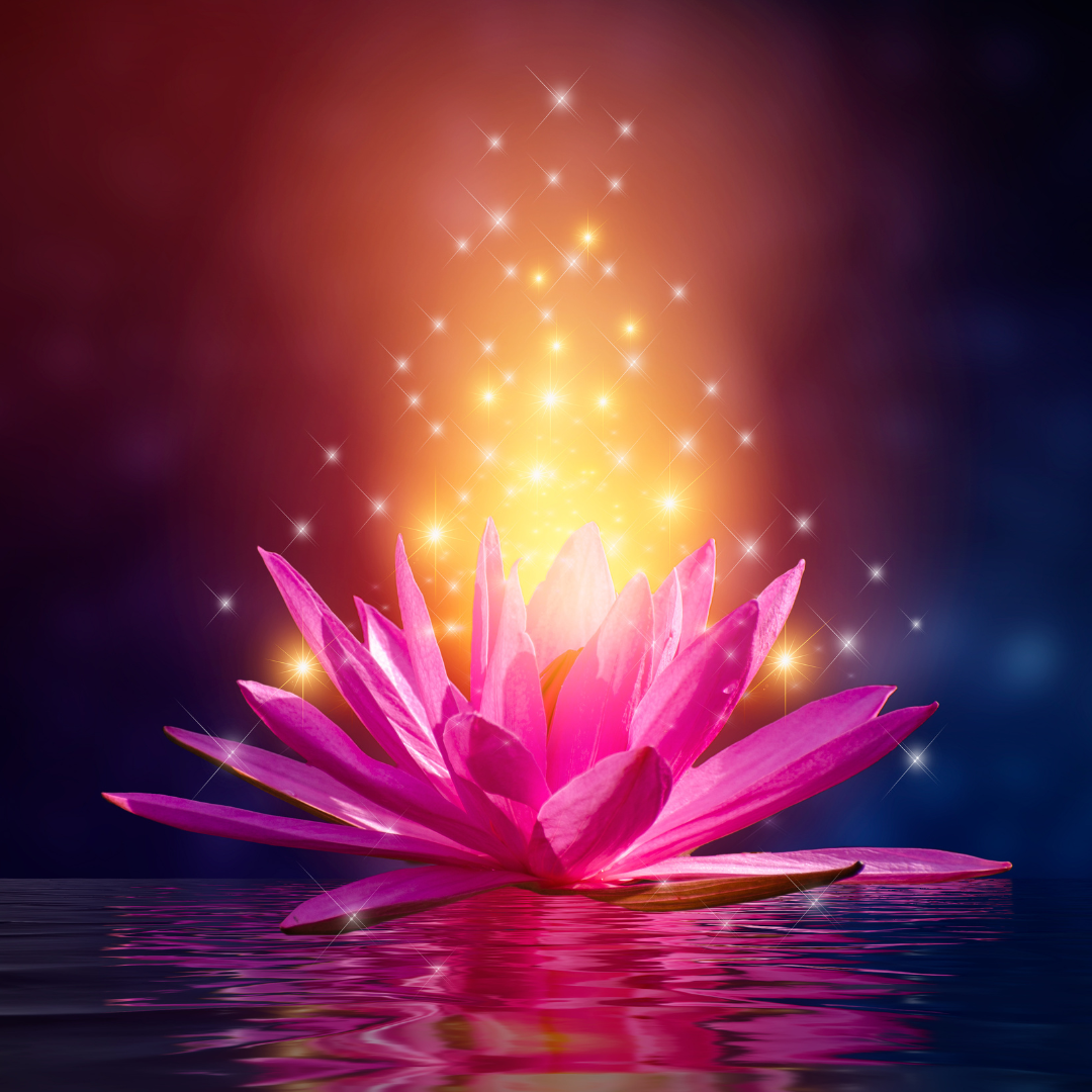 pink lotus flower with sparkles in the water
