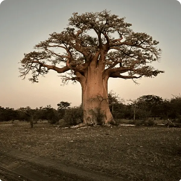 Тур в ЮАР 2024-2025 - Экспедиция к китам