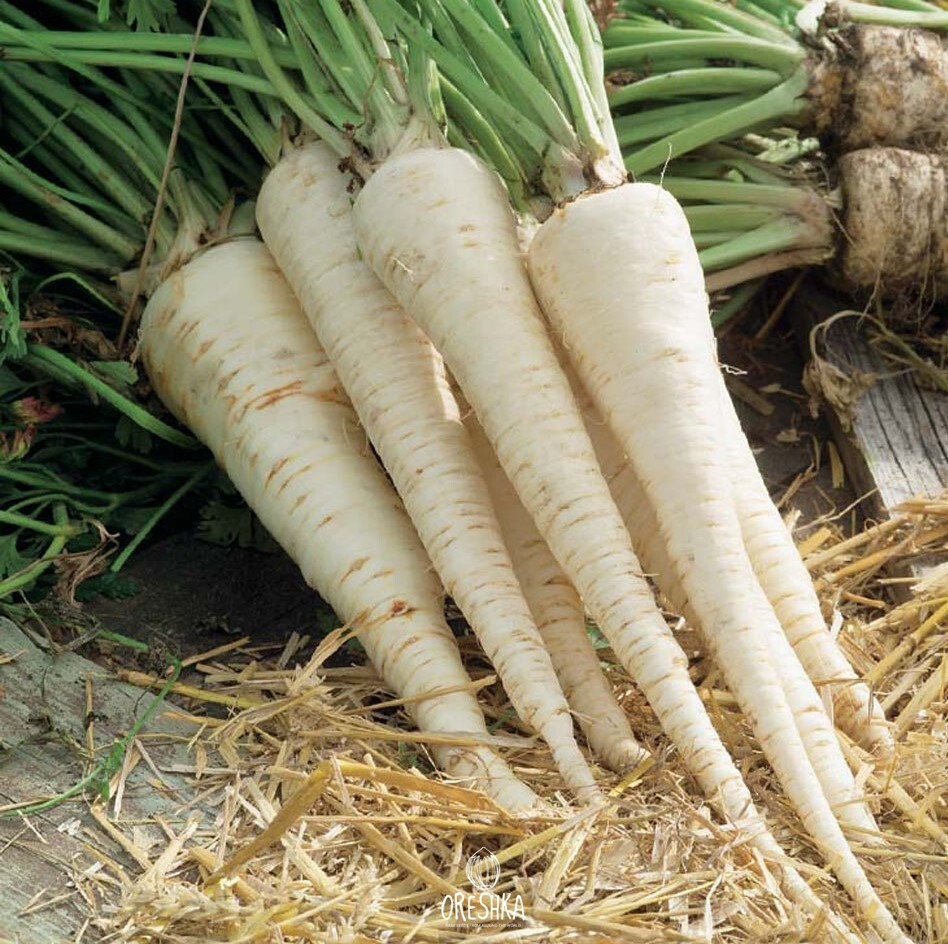 Seeds of parsley (Petroselinum crispum) — 50 pcs