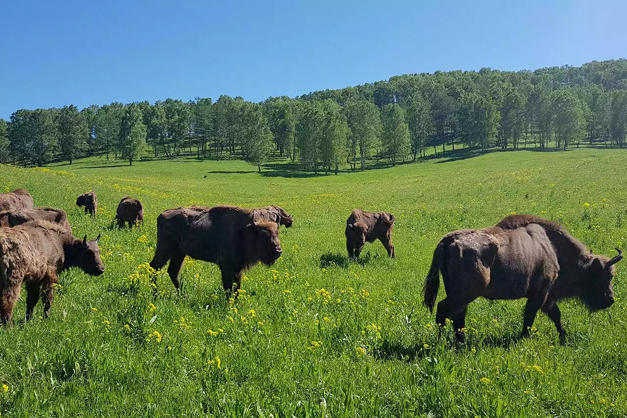 Зубровый питомник