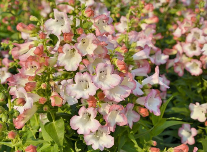 Penstemon Kobo