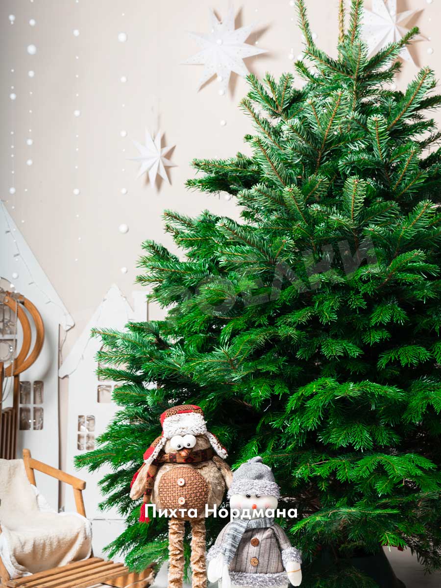 Купить живую елку в СПБ – Петроёлки.ру