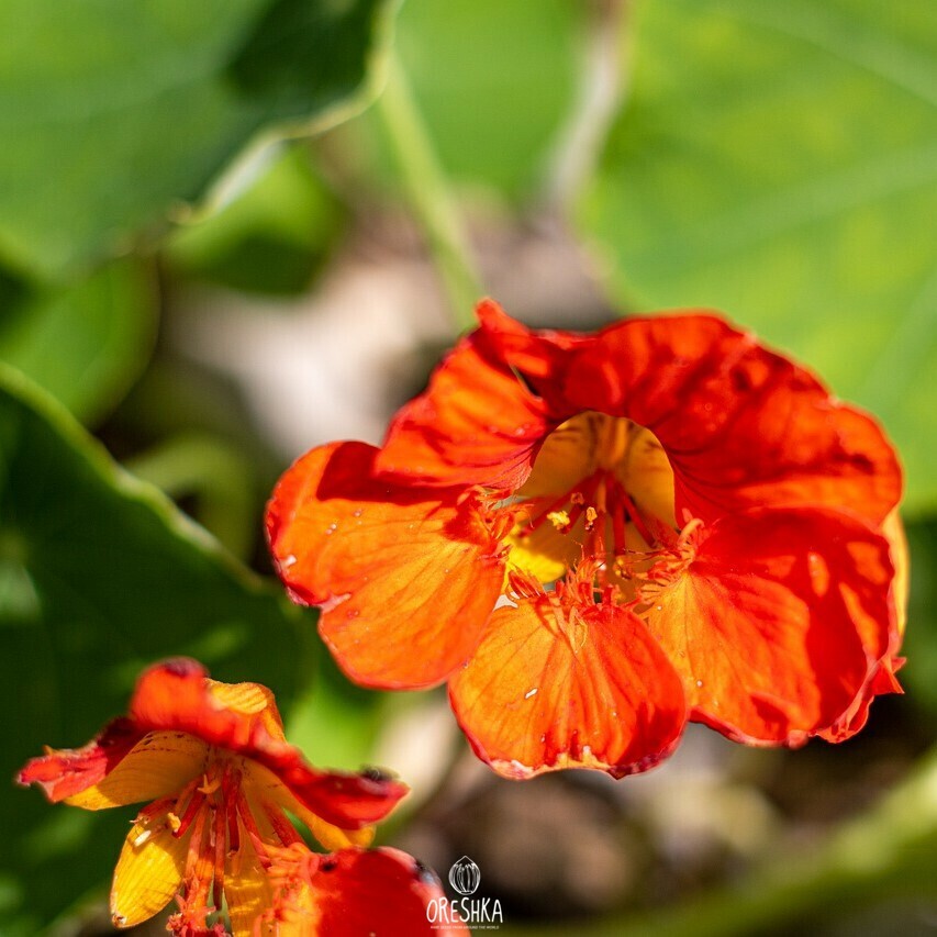 Seeds of nasturtium (Tropaeolum) — 10 pcs