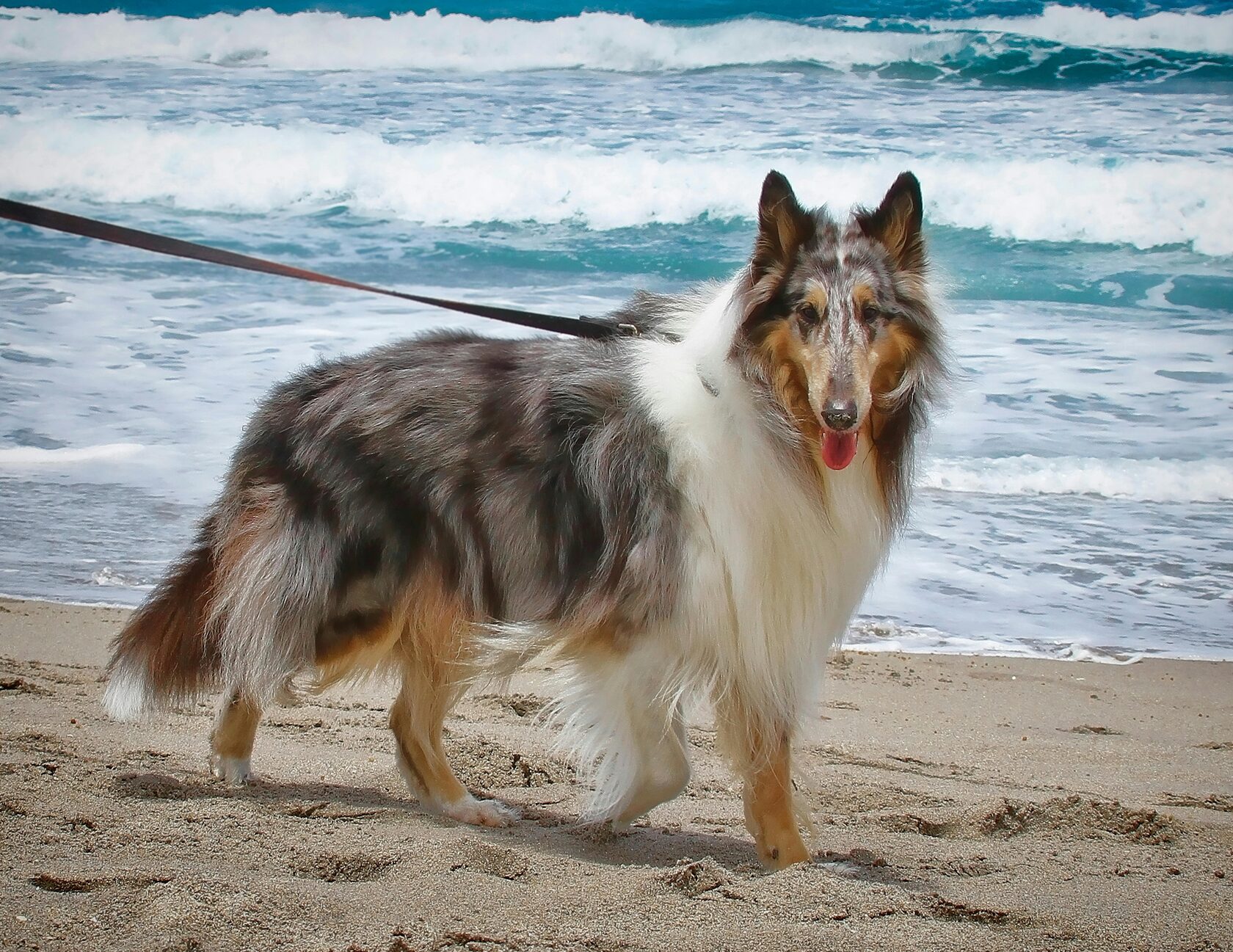 колли гуляет