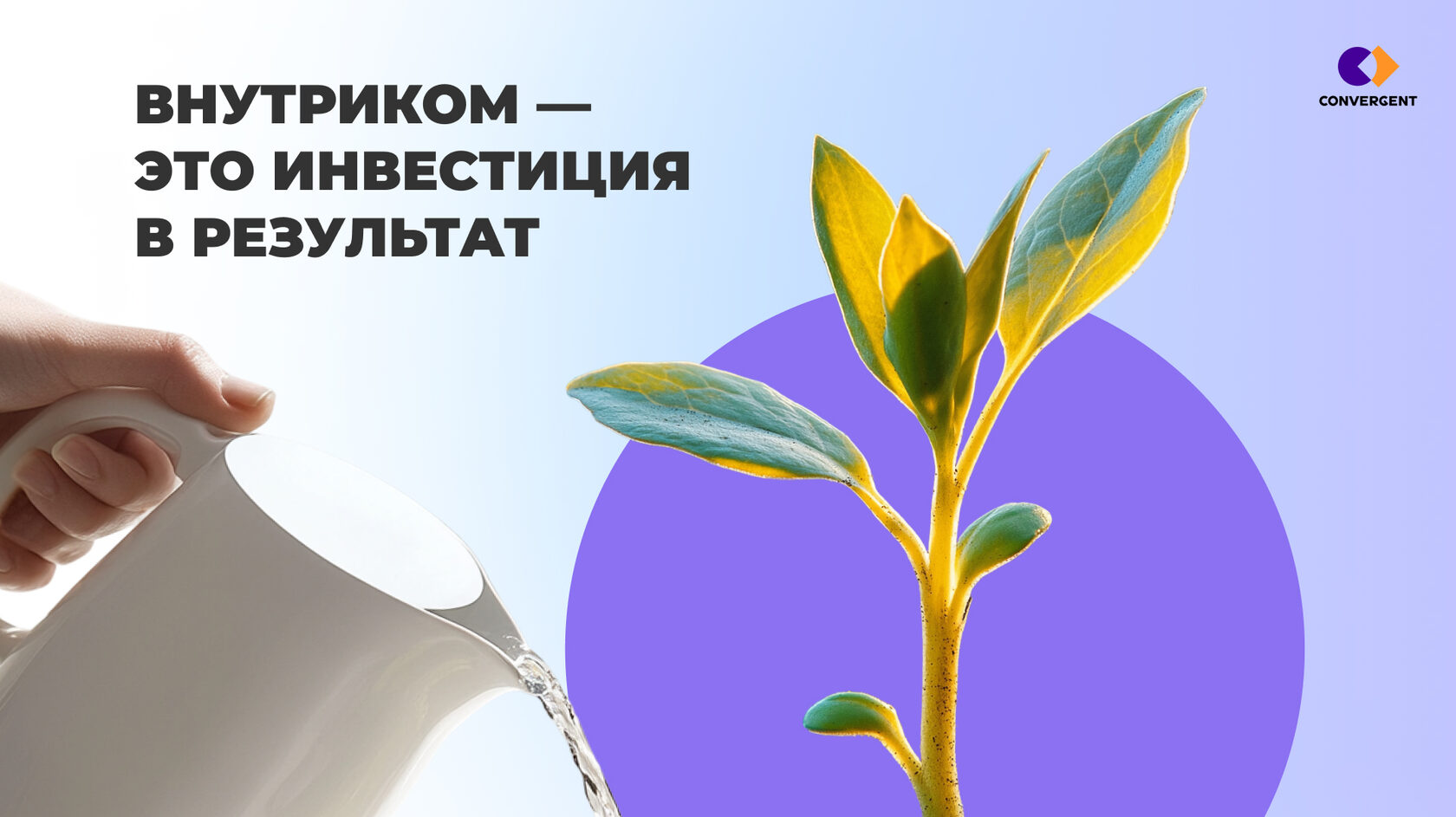 Поливают цветок