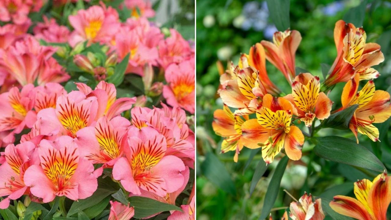 Looking for the perfect flower for your Kenyan beach wedding? Look no further than the stunning David Austin's  Roses,Alstroemeria, Lilies, and Spray Roses.