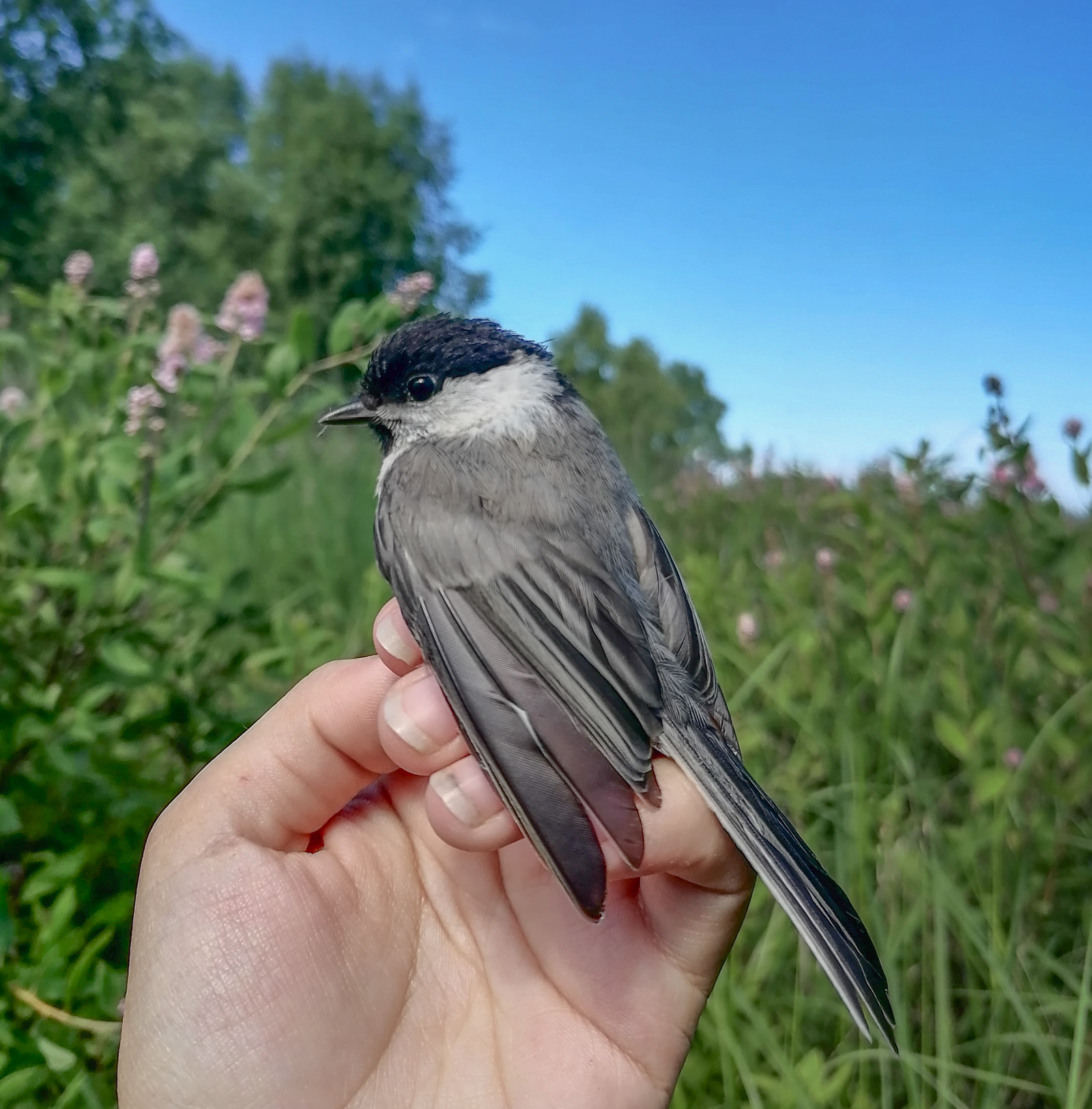 День орнитолога в Байкальском заповеднике