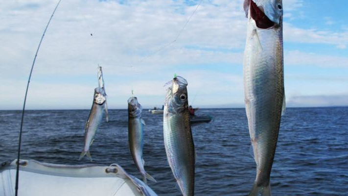 Морская рыбалка