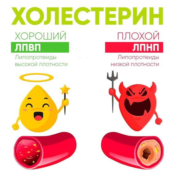 Что такое липопротеины, «плохой» и «хороший» холестерин?
