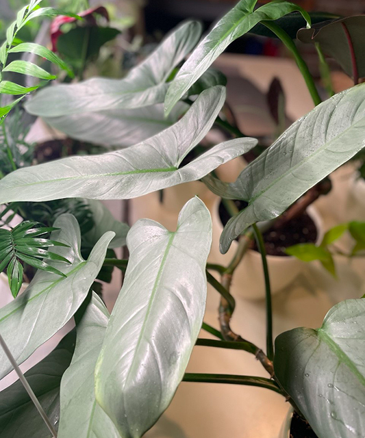 Филодендрон ‘СИЛЬВЕР КВИН'