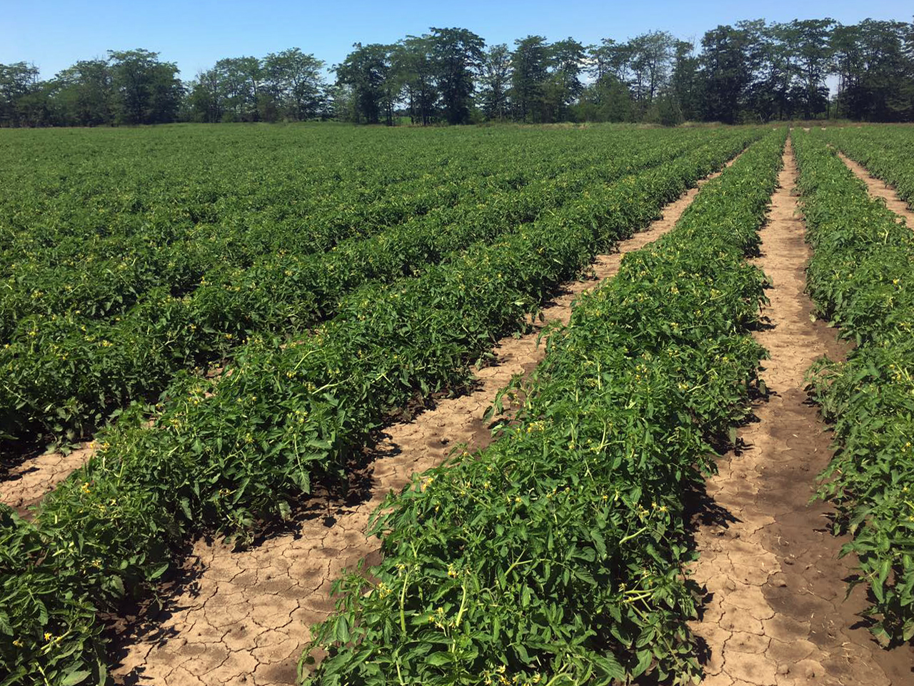 Искусственное сообщество Агро сообщество поле лесопарк. Agro. Редис, 1 кг.. АГРОГРУПП ООО (производитель).