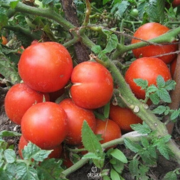 Seeds of Tomato Yamal (solanum lycopersicum) — 10 pcs