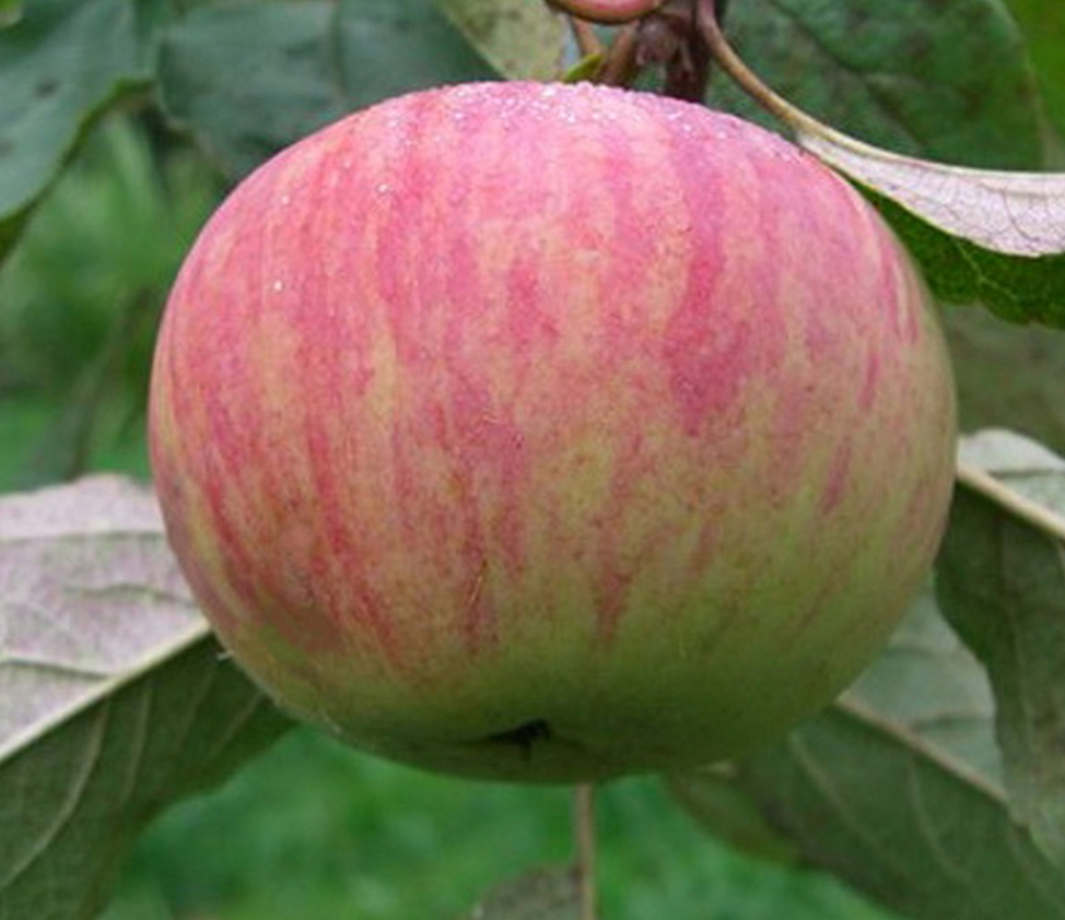 Яблоня коричное ананасное