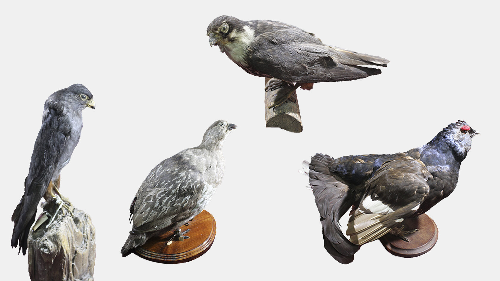 Чучела птиц Михаила Киборта