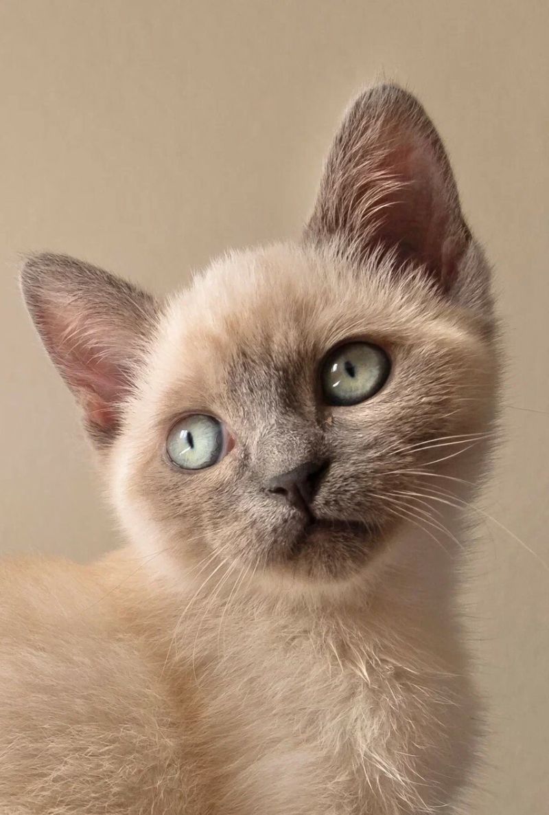 Котик