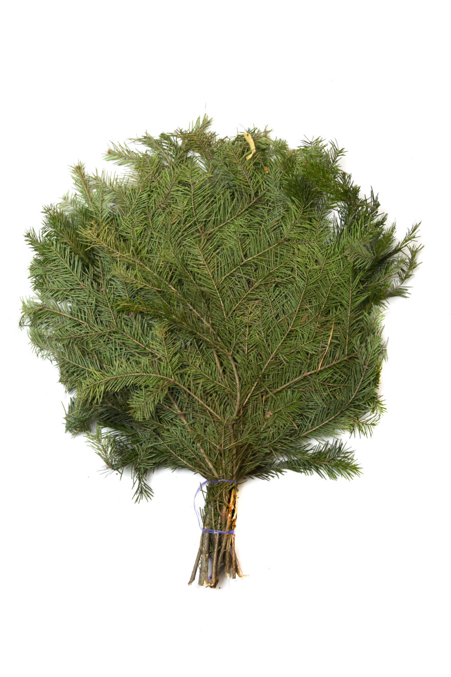 Пихтовый веник: хвойный аромат и польза