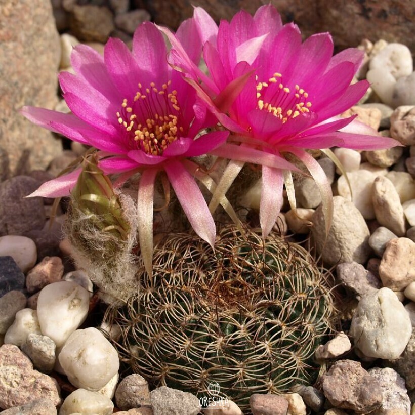Seeds of Cactus Lobivia tiegeliana WR 84 (Lobivia tiegeliana WR 84) — 10 pcs