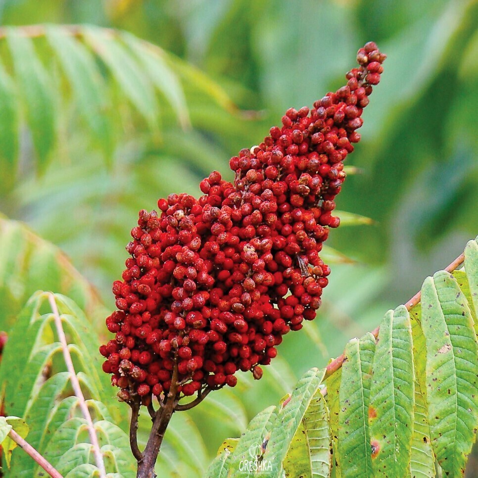 Сумах, уксусное дерево , Rhus coriaria