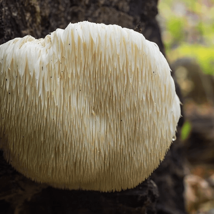 Ежовик гребенчатый