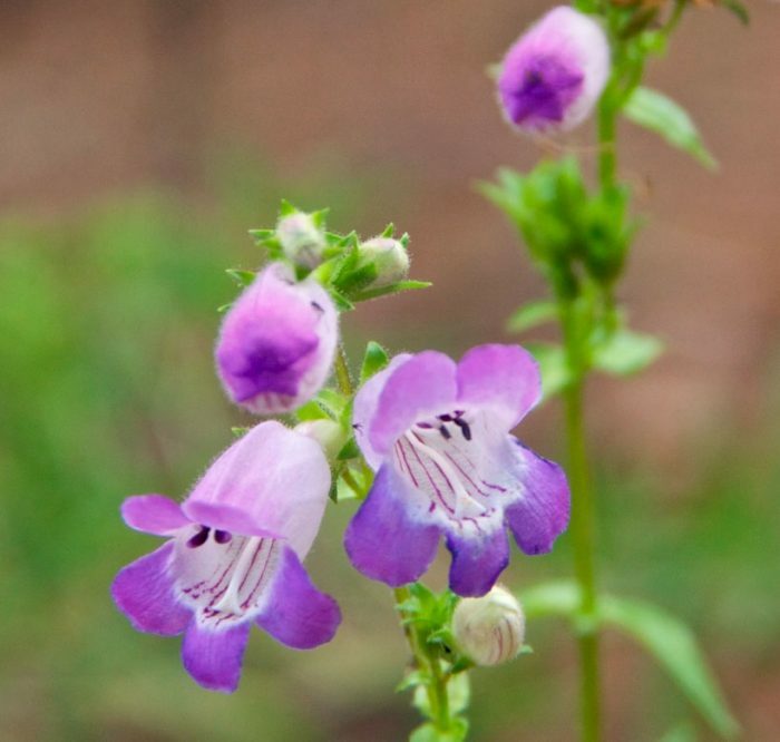 Penstemon Campanula