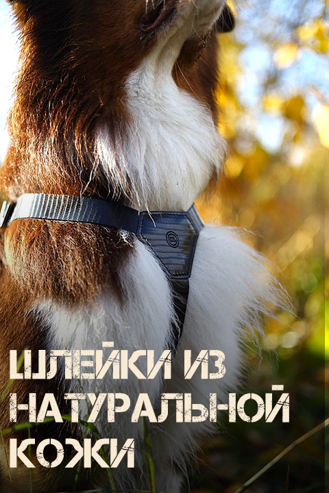 Аксессуары для собак и их владельцев Collar-Lux