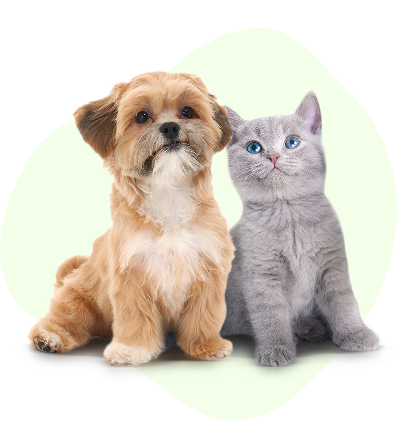 Кошечки собачки собака вик. Собачки и кошечки. Кошка и собака на прозрачном фоне. Кошечки собачки на белом фоне. Домашние питомцы на белом фоне.