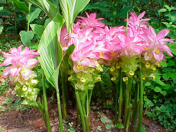 Куркума суматранская (Curcuma sumatrana)