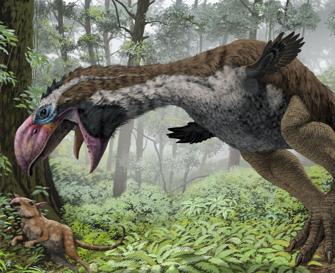 Возникновение первых птиц эра. Фороракос динозавр. Диатрима Эра. Гасторнис прогулки с чудовищами. Гасторнис птица вымершая.
