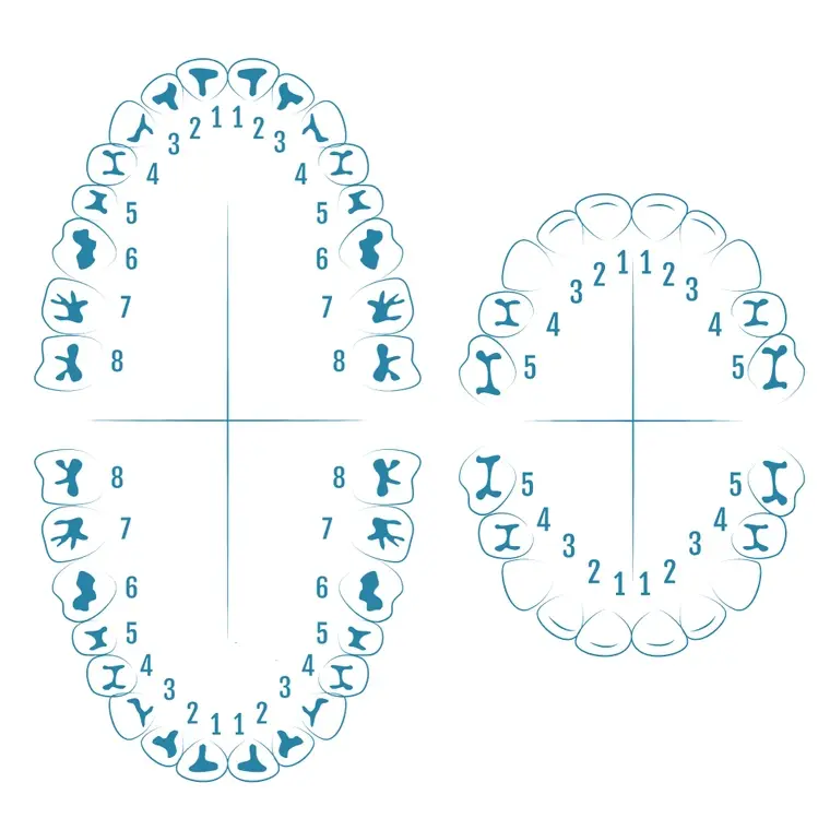 Нумерация зубов в сегменте