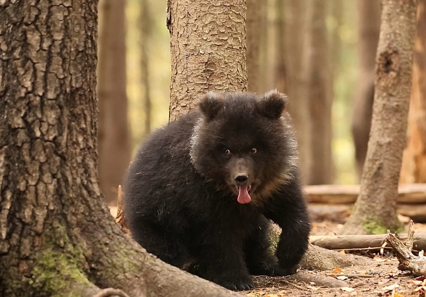 News bears. Медведь трусишка. Став медведь. 3 Сентября медведь. Где же медведь?.