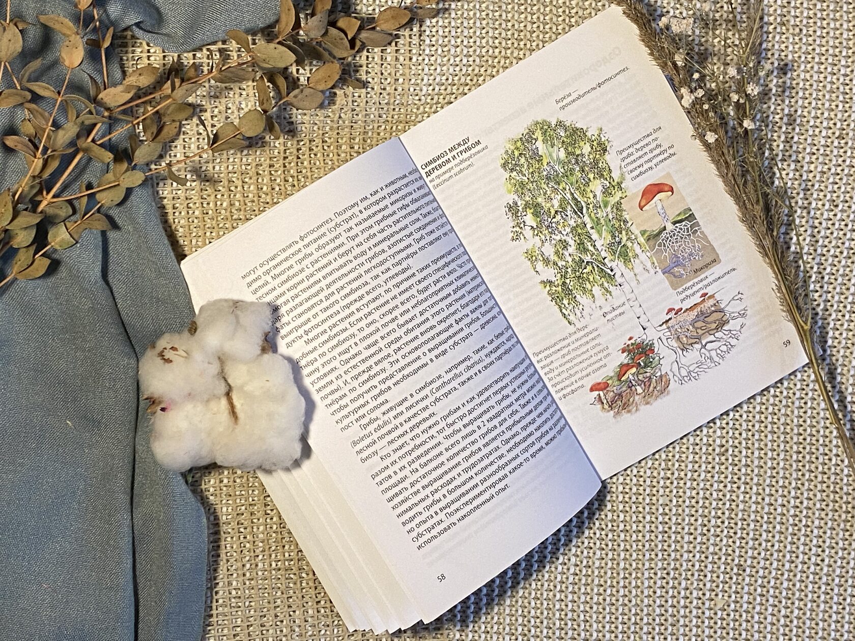 Зепп Хольцер