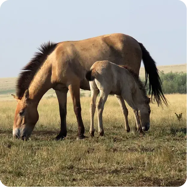 Скелет лошади