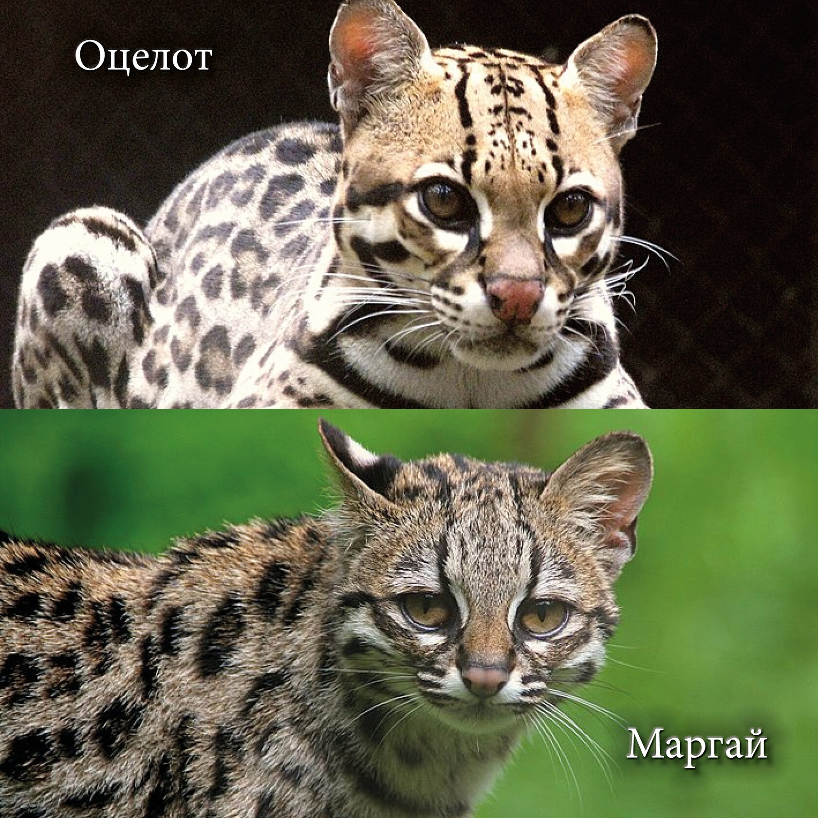 Оцелот (Leopardus pardalis) и Маргай (Длиннохвостая кошка, Leopardus wiedii).