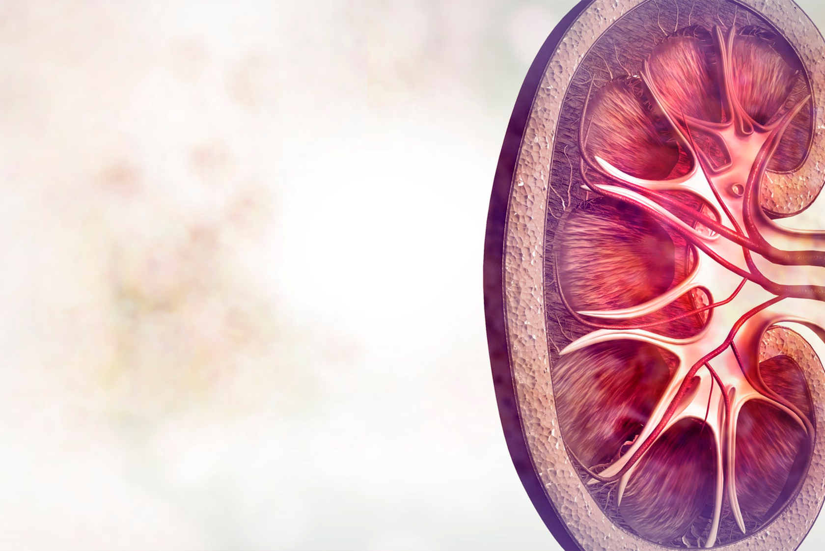 Нефрология. Почки абстракция. Фон для презентации почки человека. Красивая почка человека.
