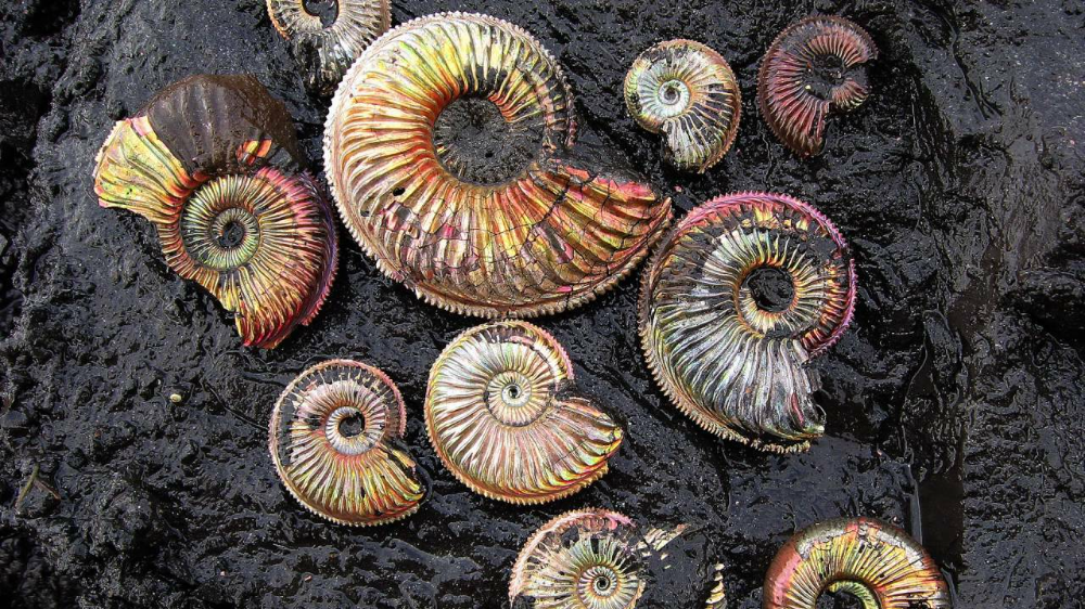 Аммонита найти. Аммониты и белемниты. Аммониты древние моллюски моллюски. Моллюски аммониты и белемниты. Аммонит Юрского периода.