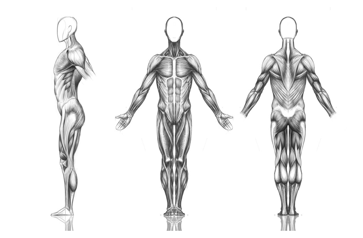 Нарисовать мышцы человека анатомия