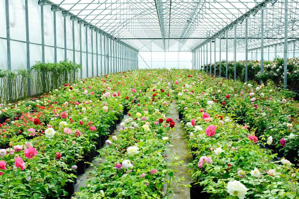 Как и где выращивают российские розы и в чем заключаются основные сложности