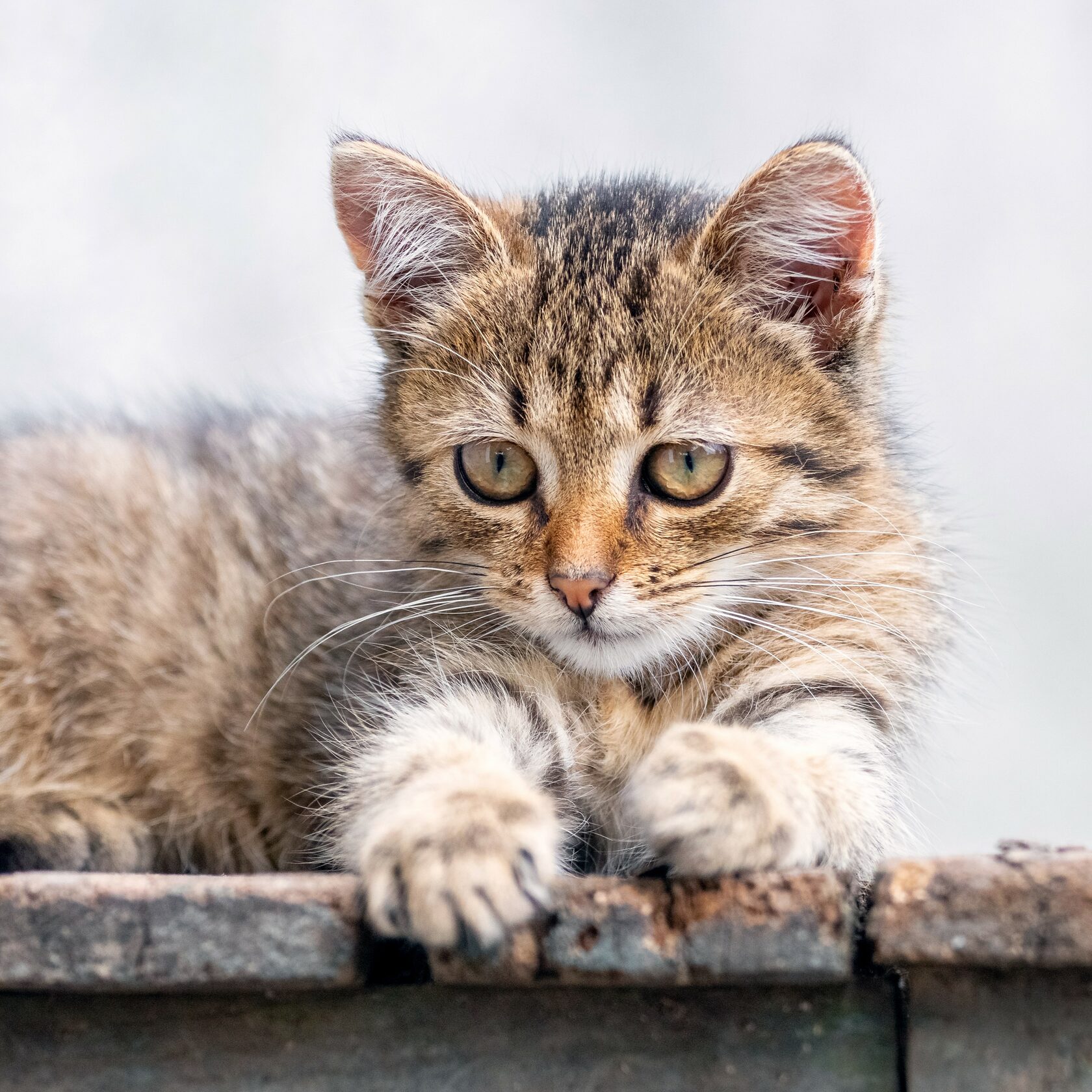 Благотворительный фонд поможи животных, помощь животным, взять кошку из приюта, взять собаку из приюта