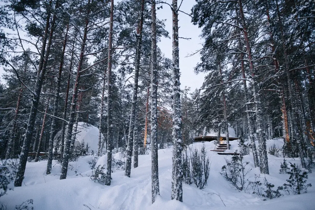 Зимний карельский лес в сумерках