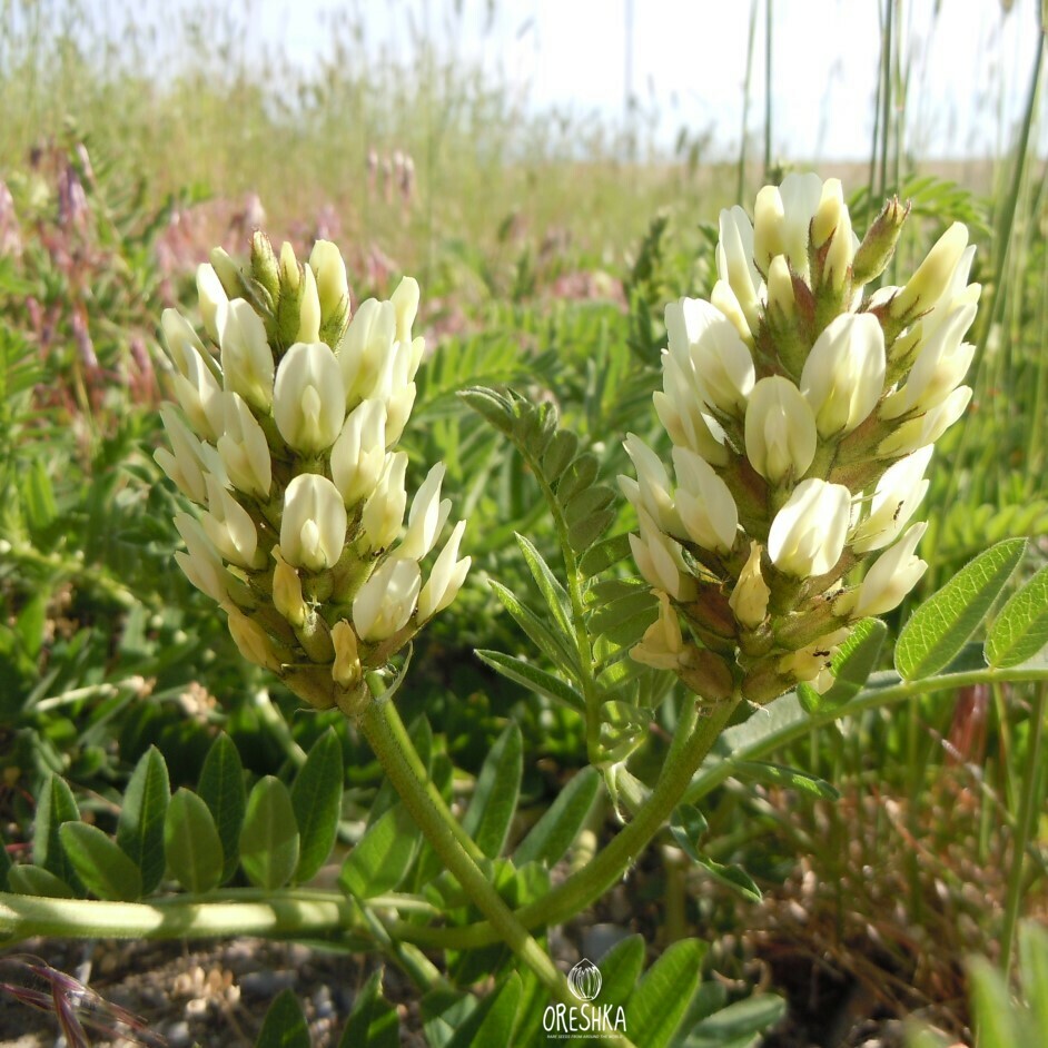 Seeds of chickpea milkvetch (Astragalus cicer) — 15 pcs