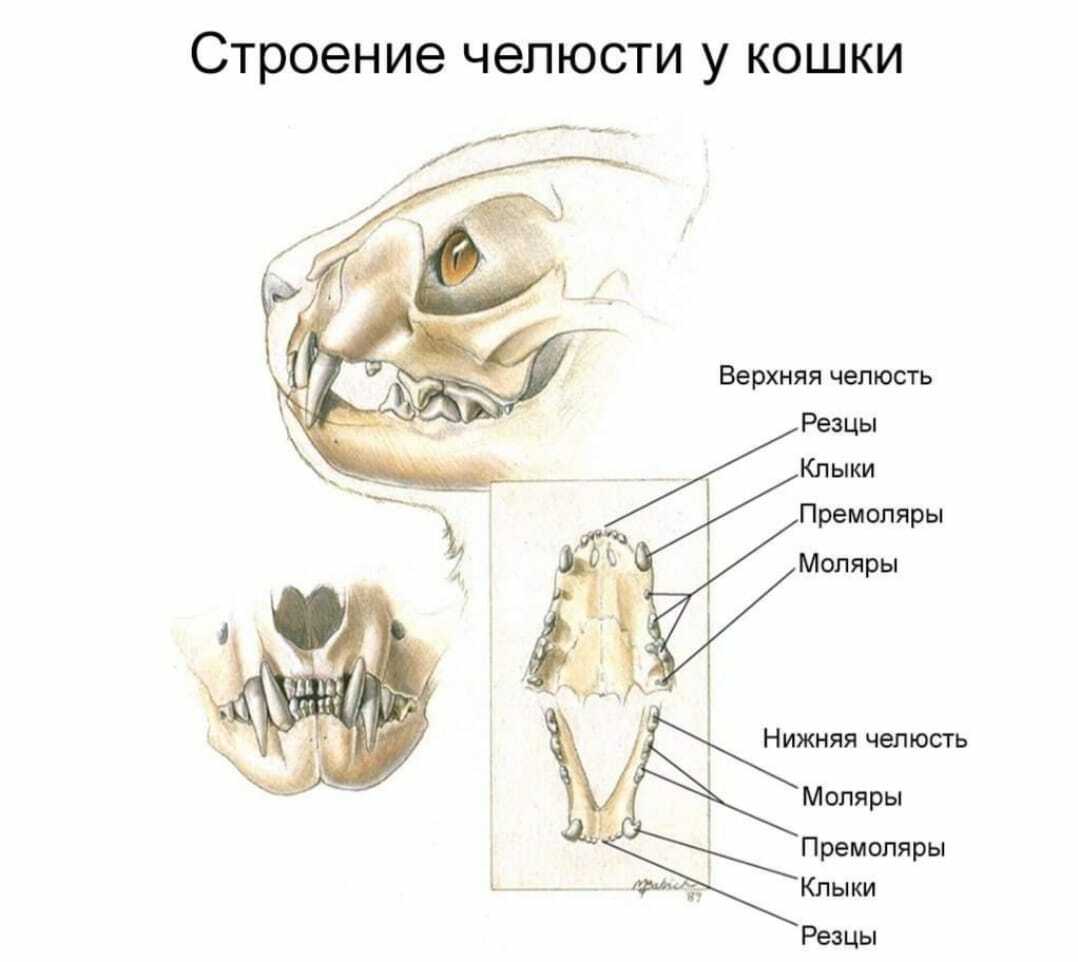 Челюсть кота. Строение челюсти и зубов у кошек. Расположение зубов у кошек схема. Зубы моляры и премоляры у кошек. Строение челюсти кошки.