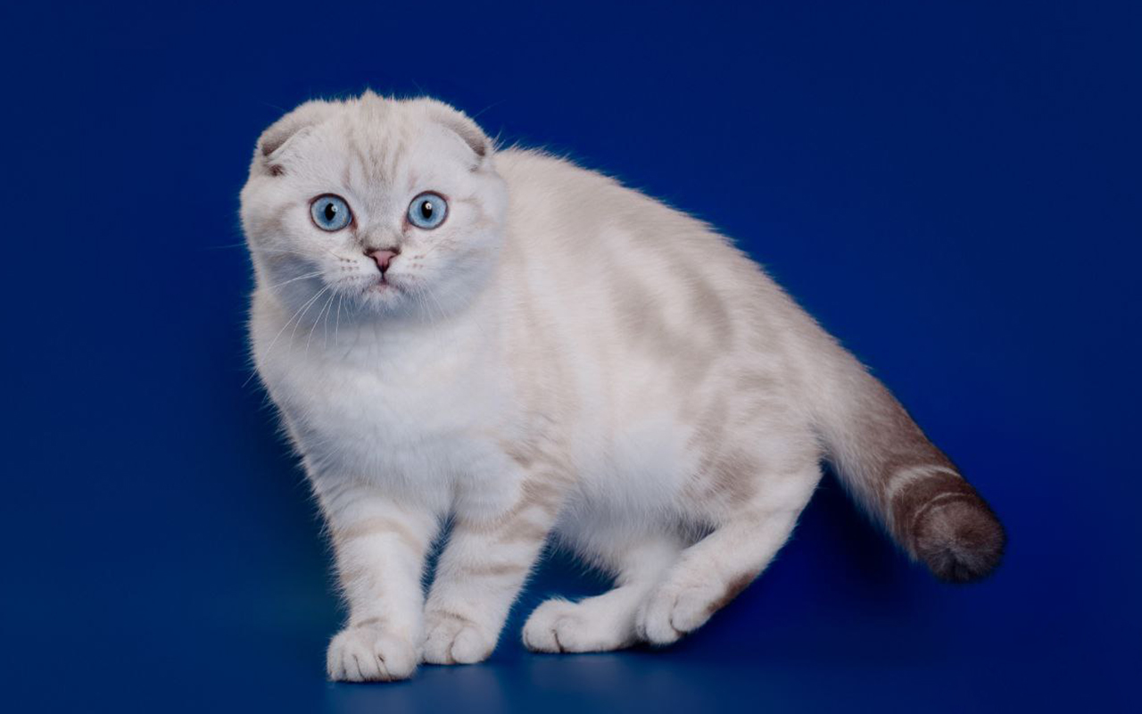 Породистая кошка, скоттиш фолд, питомник шотландских котят