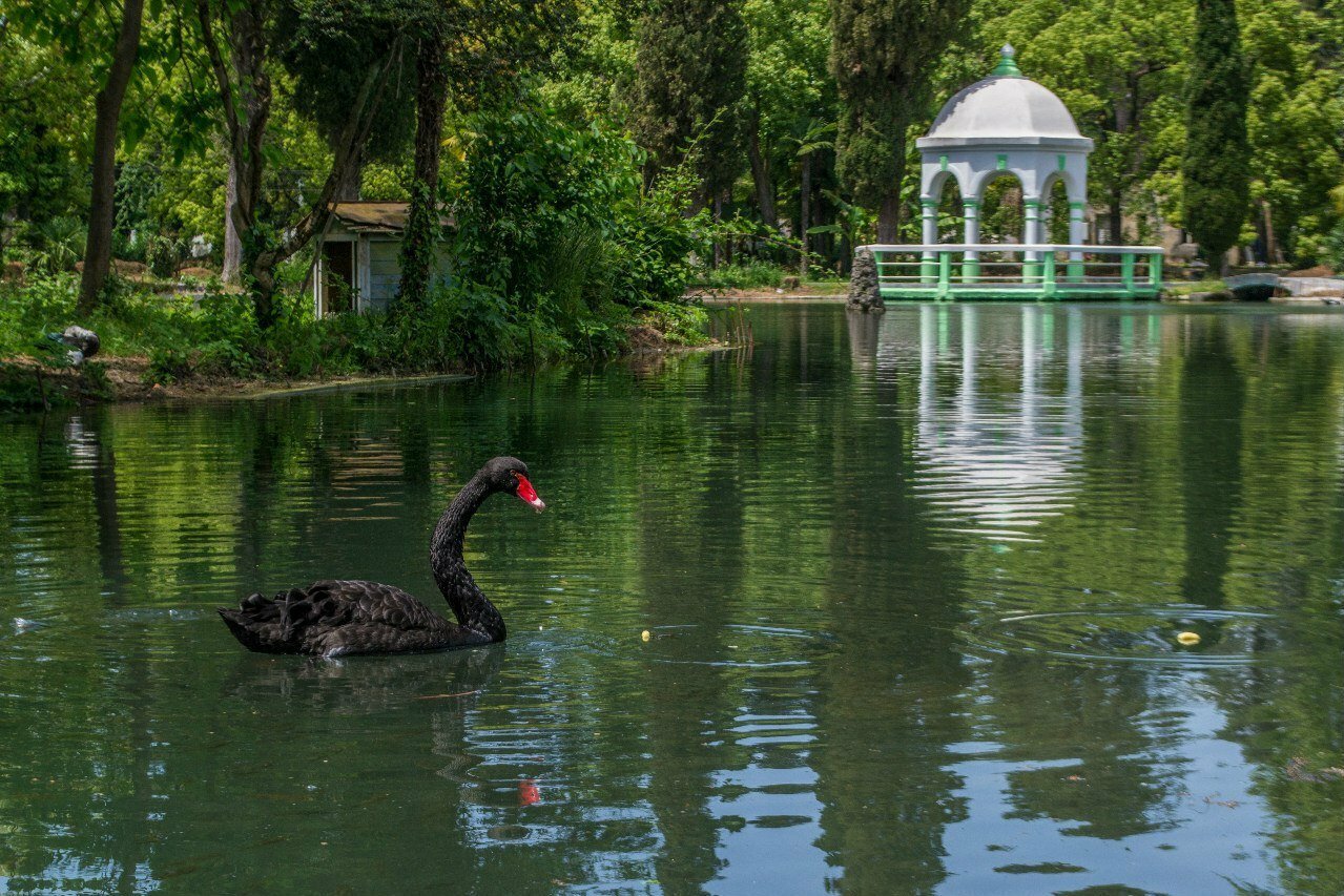 Парк с Лебединым озером новый Афон