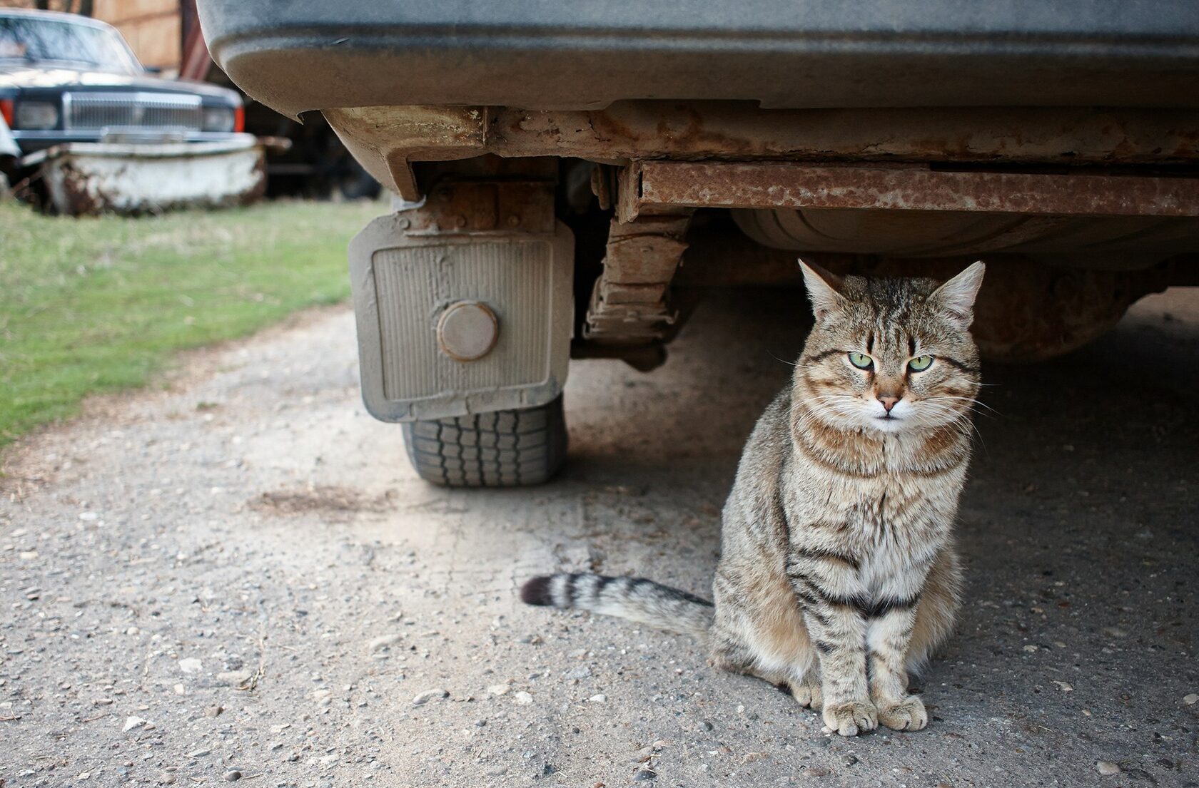 Сабж это что значит. Кот с камерой. кот с фотоаппаратом. камера на коте. сабж.