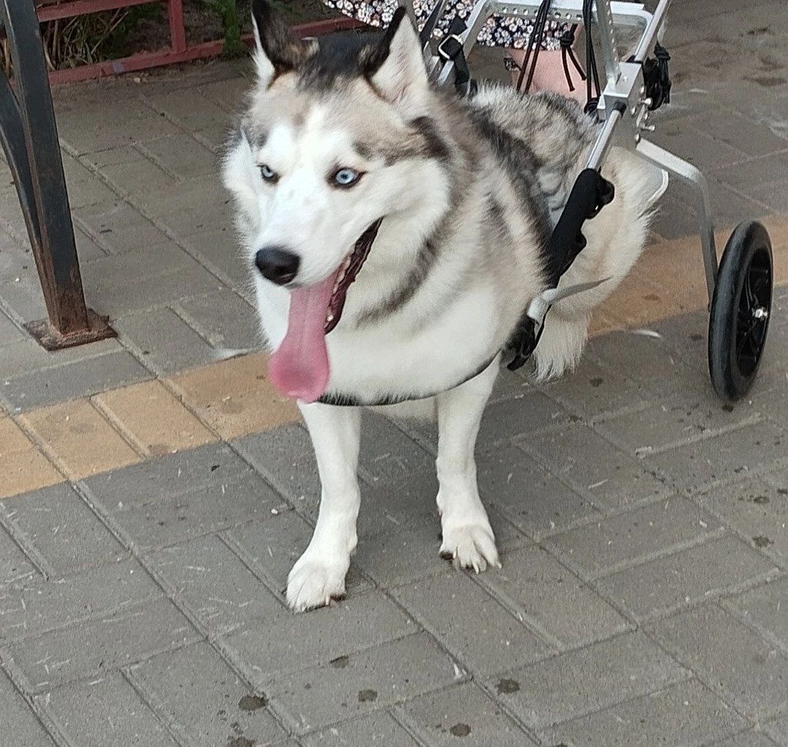 Husky im Rollstuhl
